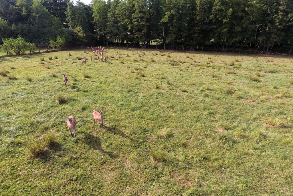 Gite Des Biches Birkenwald Экстерьер фото